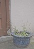 素敵なドアのそばにあった素敵な植木鉢です。