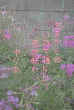 川柳イメージ